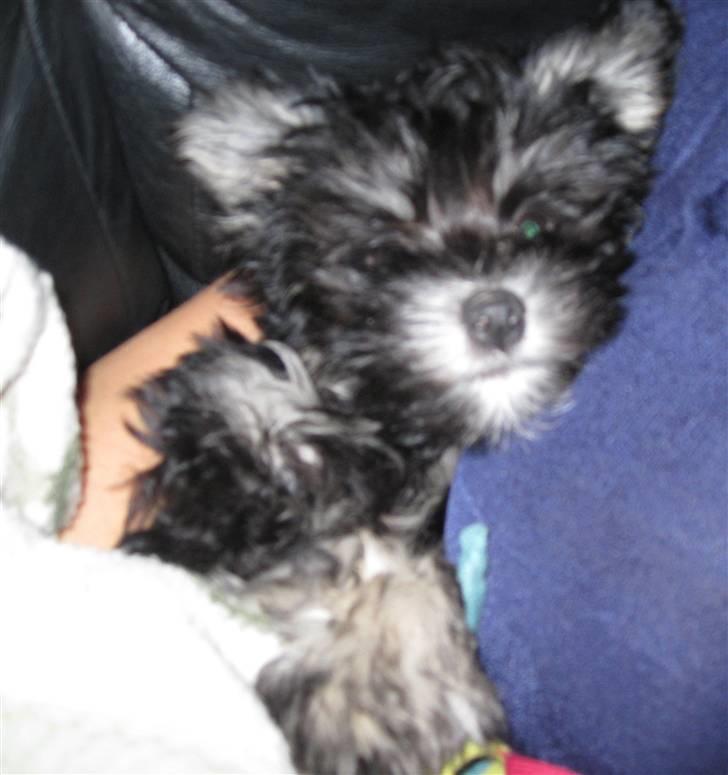 Løwchen Karla - Jeg er bare FOR nuttet billede 3