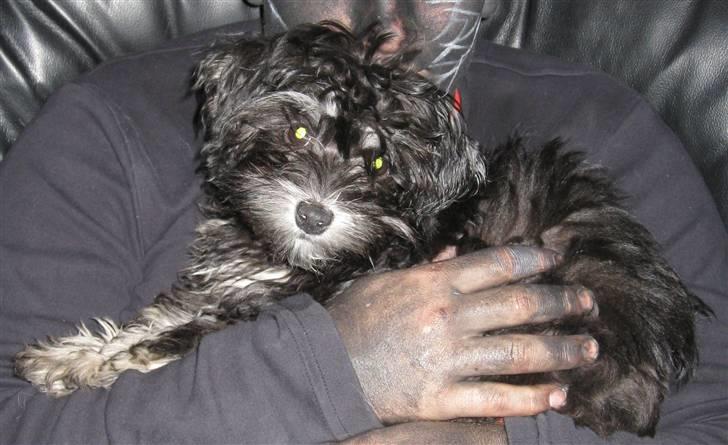 Løwchen Karla - Dejlig med en krammer billede 4