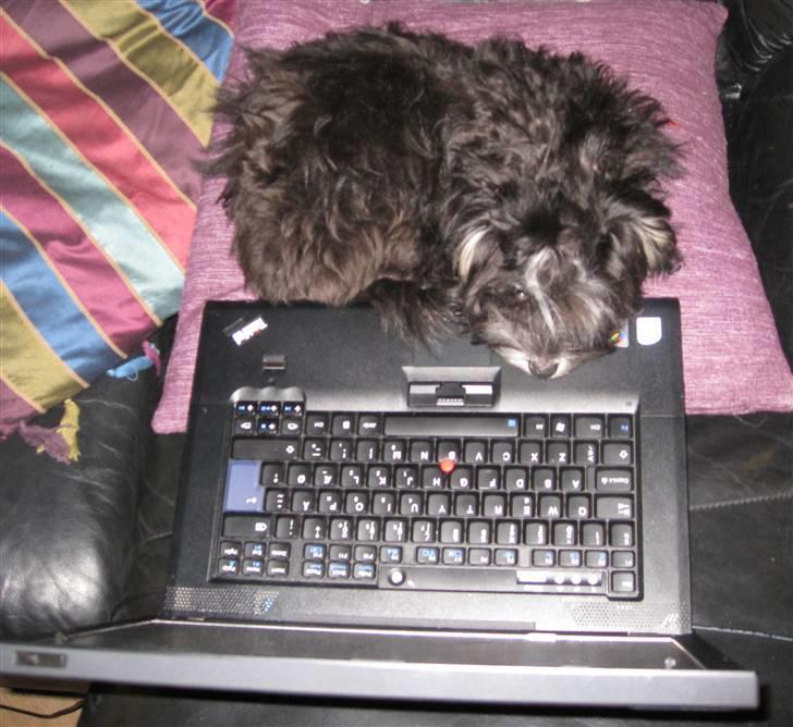 Løwchen Karla - Vi er en familie med computere. Jeg må hellere følge med. billede 5