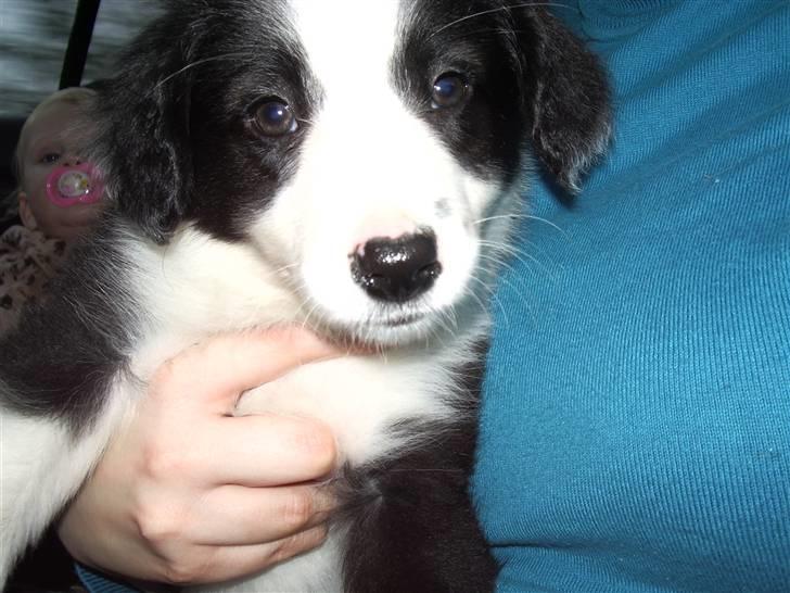 Border collie Freja *BORTE* billede 12