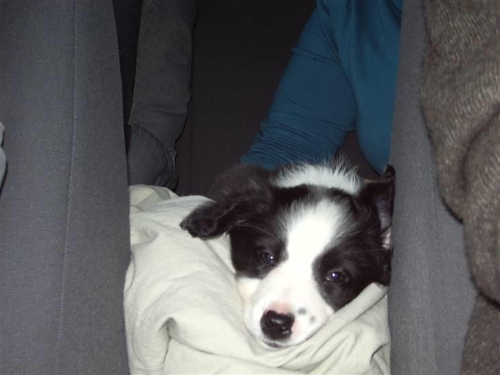 Border collie Freja *BORTE* billede 13