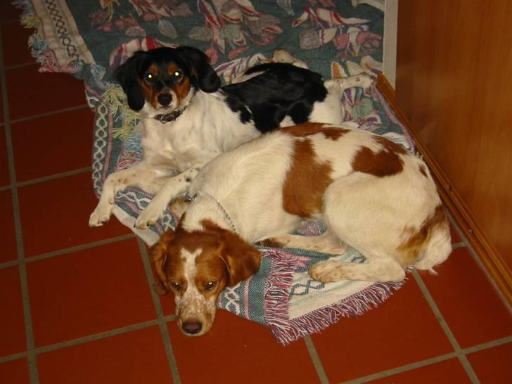 Breton Akela - Akela med hendes far Atlas, som også er min hund. billede 9