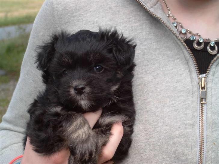 Løwchen Karla - Lille 6 uger gammel Karla billede 6