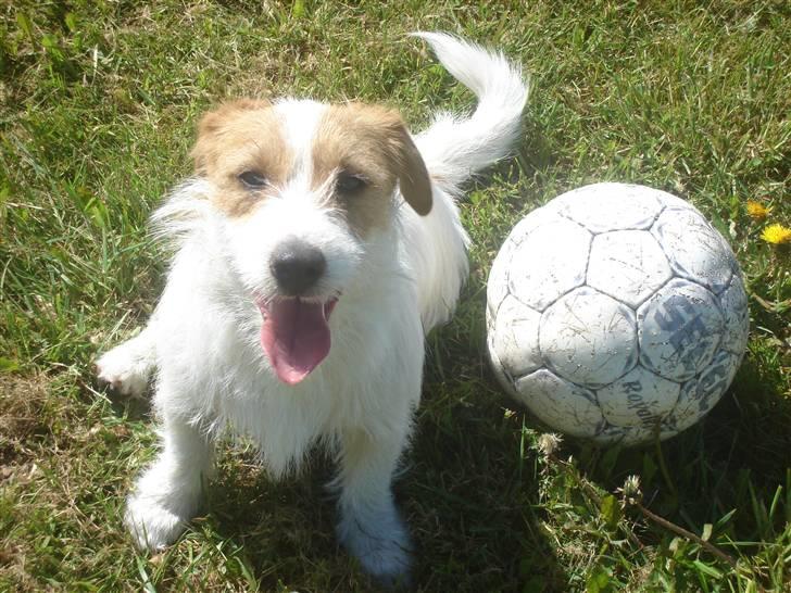 Jack russell terrier Jack billede 1