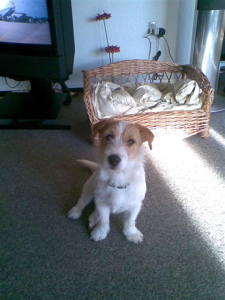 Jack russell terrier Jack billede 2
