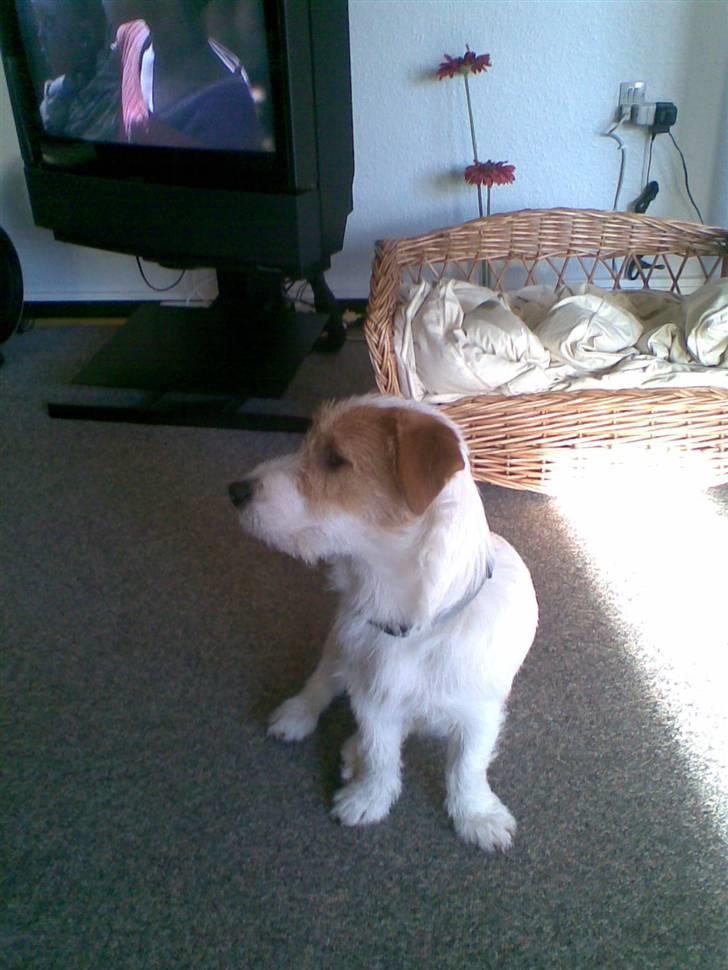 Jack russell terrier Jack billede 3