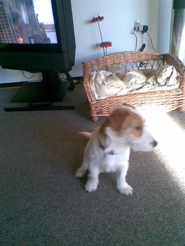 Jack russell terrier Jack billede 4
