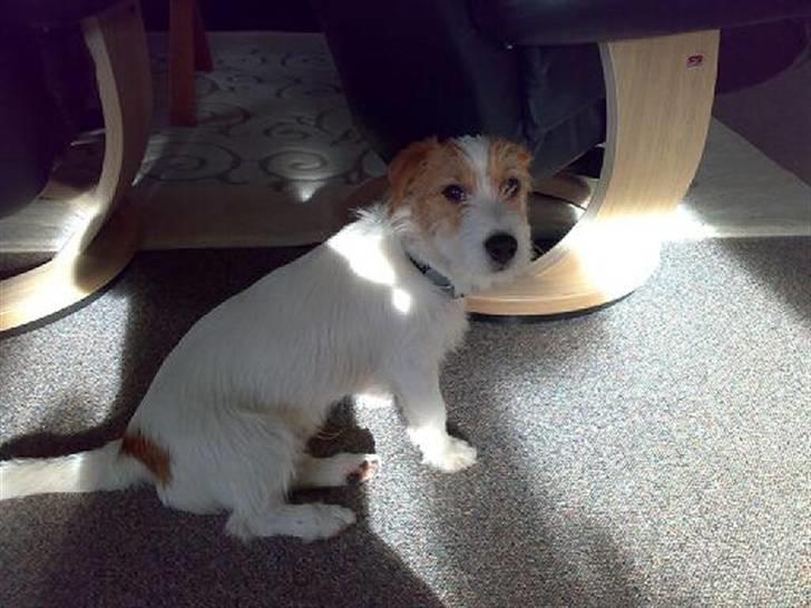 Jack russell terrier Jack billede 5