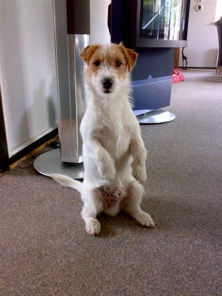 Jack russell terrier Jack billede 6