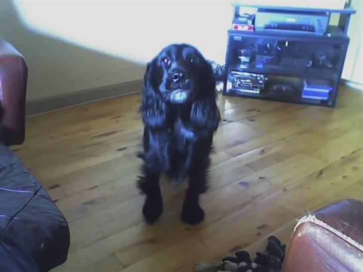 Cocker spaniel lucky R.I.P - vuf her vogter jeg =) billede 1