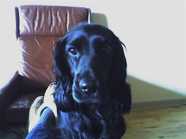 Cocker spaniel lucky R.I.P - åhhh hvilke bedårende øjne, jeg har, giv mig nu noget =) billede 2