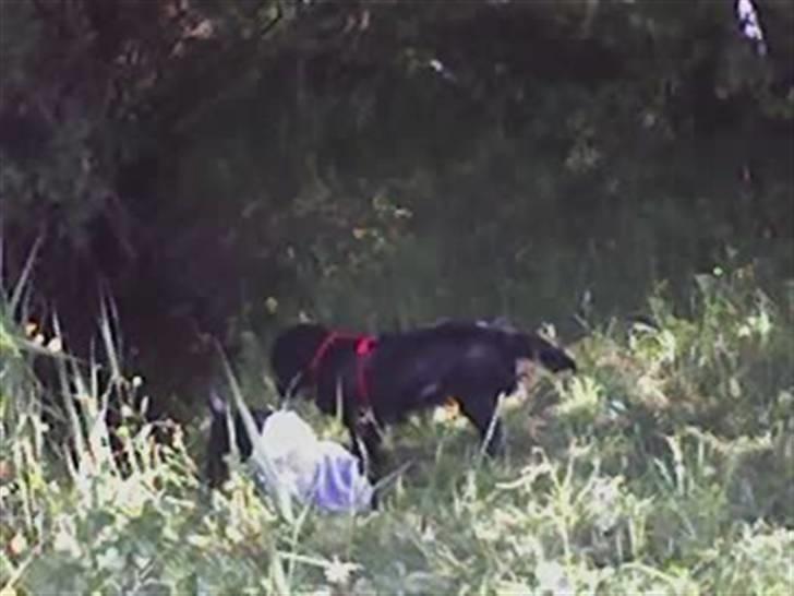 Cocker spaniel lucky R.I.P - en tur i skoven med miki billede 3