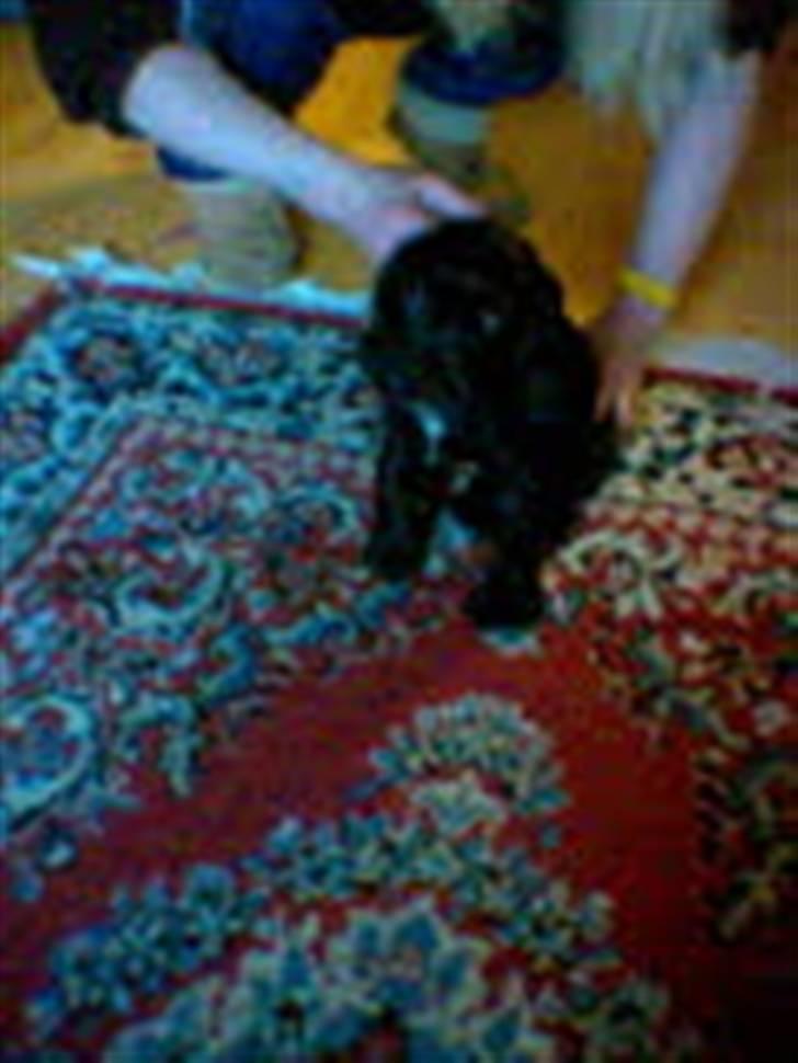 Cocker spaniel lucky R.I.P - her har næsten lige fået hende hjem  billede 4