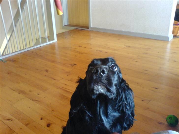 Cocker spaniel lucky R.I.P - godbid i syne =) billede 5