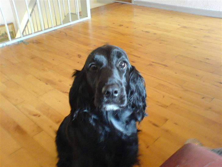 Cocker spaniel lucky R.I.P - åhhh hvor er det hård at tigge billede 6