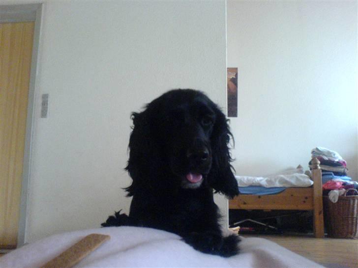 Cocker spaniel lucky R.I.P - godmorgen, se mig billede 7