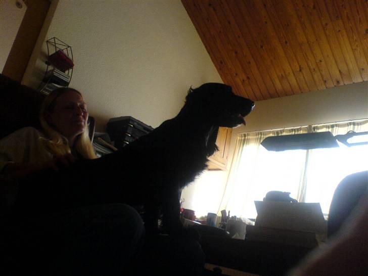 Cocker spaniel lucky R.I.P - hendes højhed  billede 8