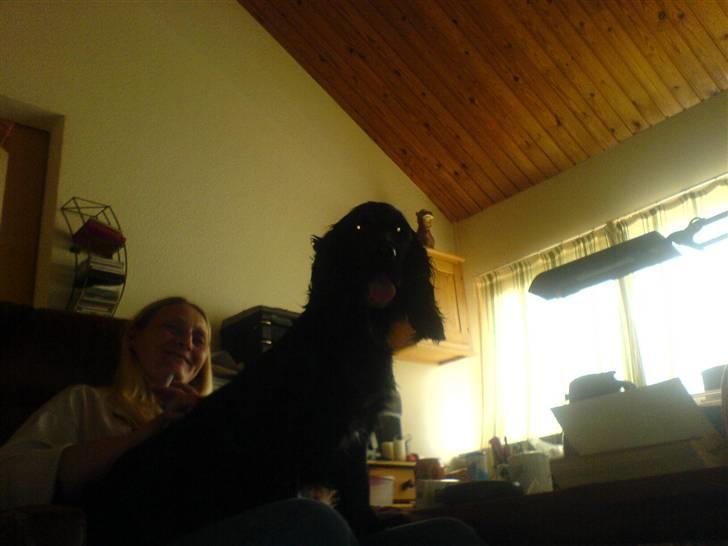 Cocker spaniel lucky R.I.P - at være hævet over mængende er hård billede 9