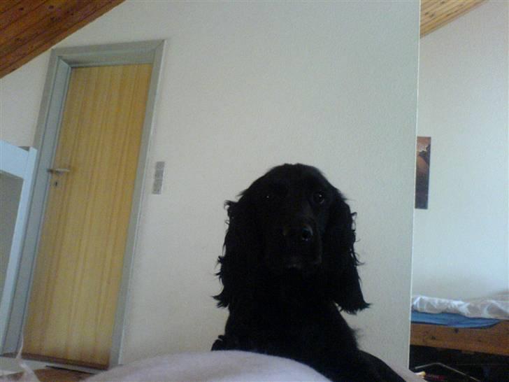 Cocker spaniel lucky R.I.P - godmorgen  billede 10