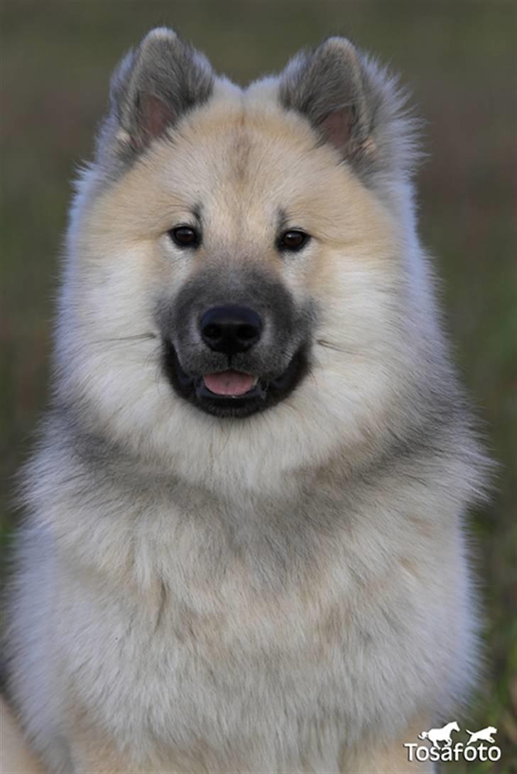 Eurasier Diesel billede 9