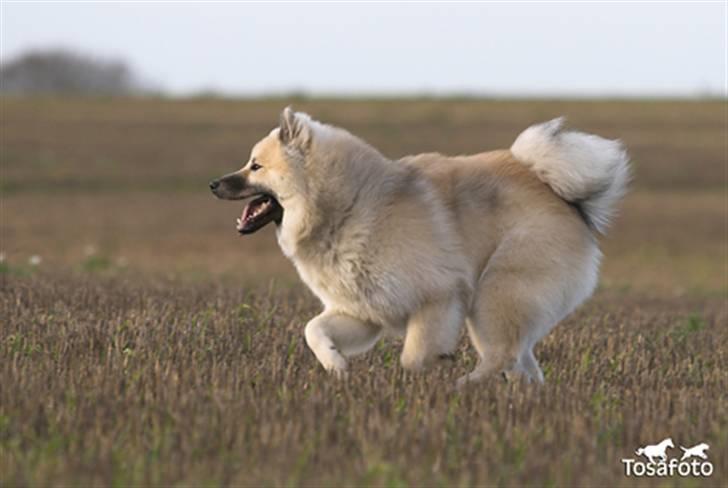 Eurasier Diesel billede 10