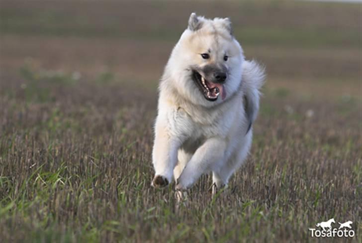 Eurasier Diesel billede 11