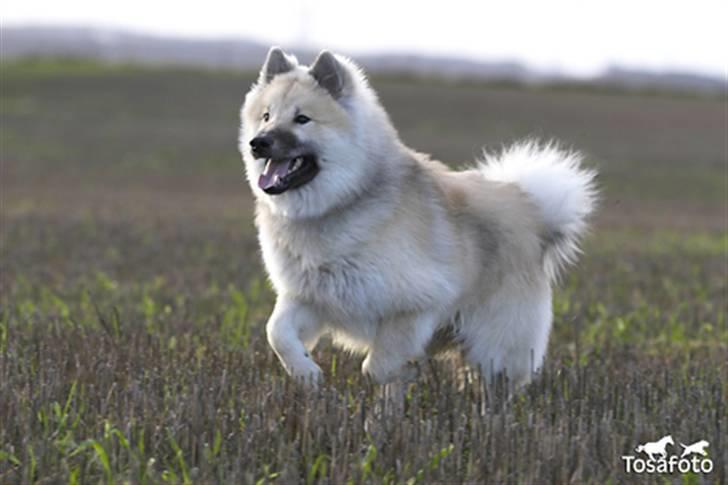 Eurasier Diesel billede 12