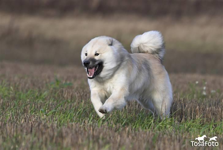 Eurasier Diesel billede 13