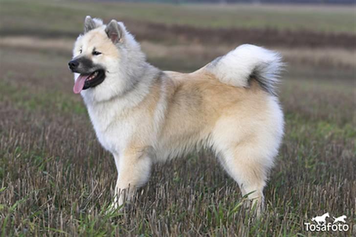 Eurasier Diesel billede 14
