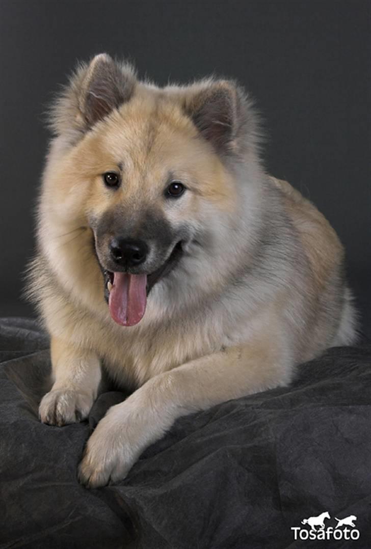 Eurasier Diesel billede 15