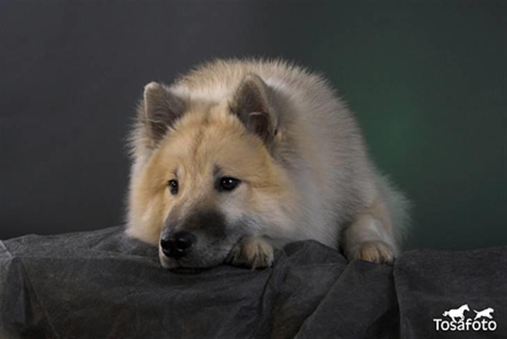 Eurasier Diesel billede 16