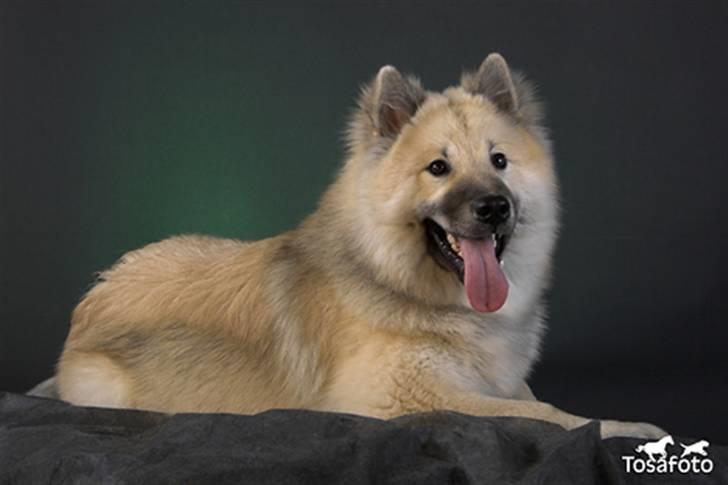 Eurasier Diesel billede 18