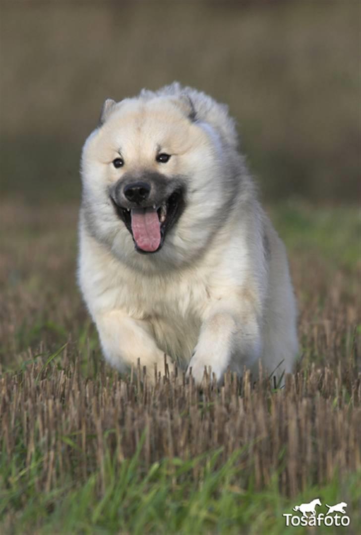 Eurasier Diesel billede 19