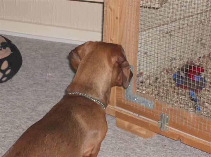 Gravhund kurt - Hmm den gøje ser god ud billede 13