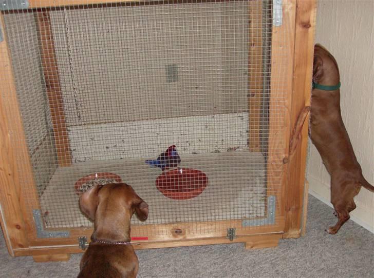 Gravhund kurt - DU Mia hvordan får vi dem ud?? billede 14