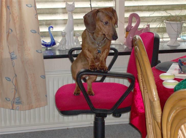 Gravhund kurt - Kurt på mors stol billede 15