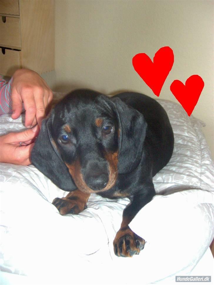 Gravhund Molly - Molly som lille hvalp. Den dag vi fik hende :) billede 20