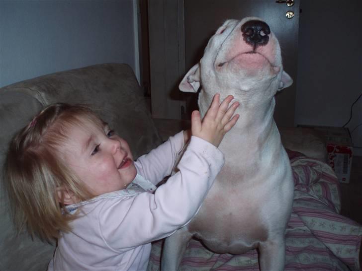 Bullterrier  Malou billede 14