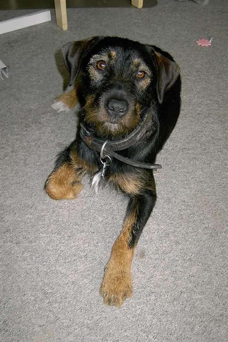 Blanding af racer King - King er i dag 16 mdr. ;)      --   5/8-2008 billede 1