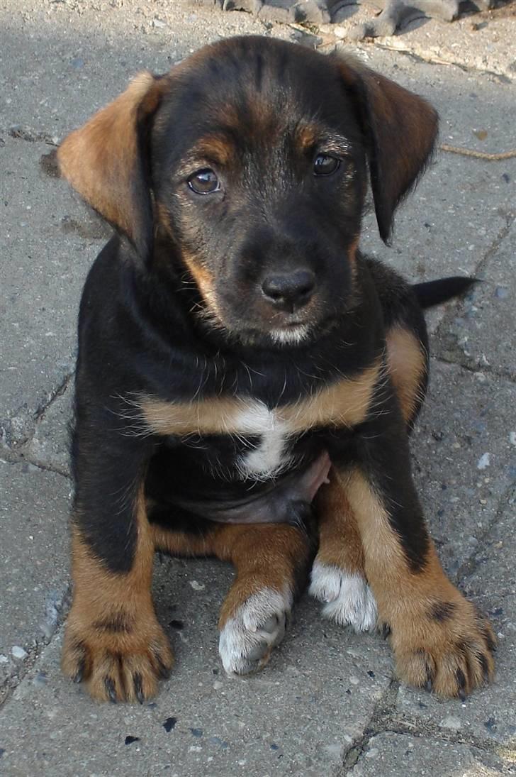 Blanding af racer King - King - han er knap 8 uger gammel her.. Han er da lækker billede 2