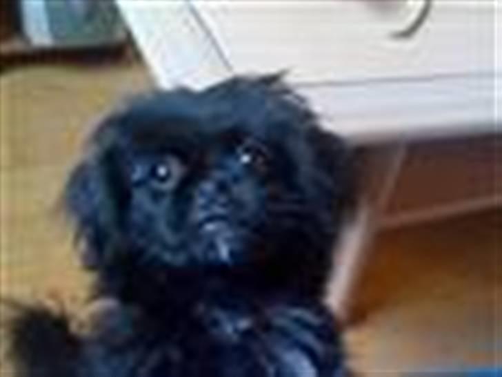 Pekingeser malou billede 1