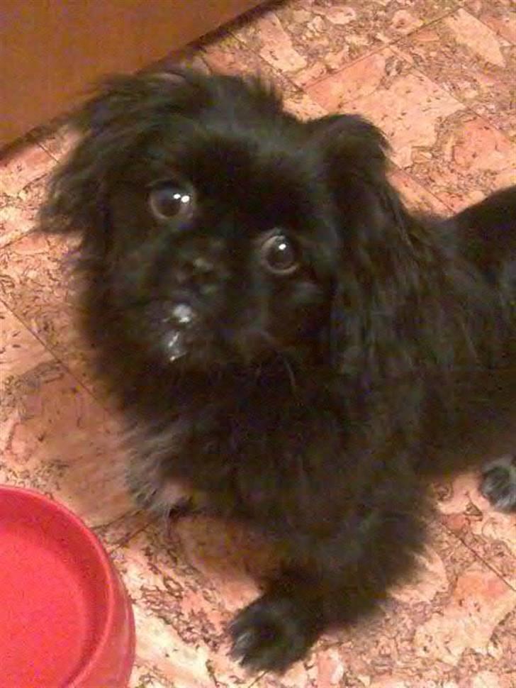 Pekingeser malou billede 2