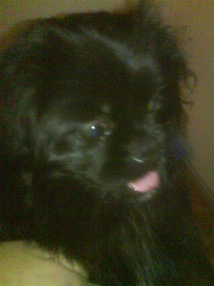 Pekingeser malou billede 4