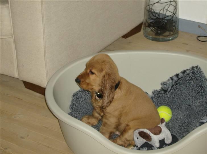 Cocker spaniel Vax billede 7