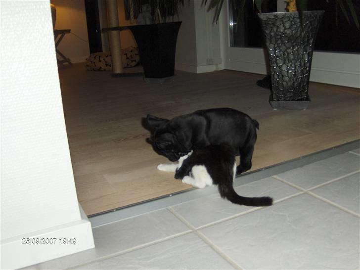 Fransk bulldog figo - her leger jeg med miskat billede 11