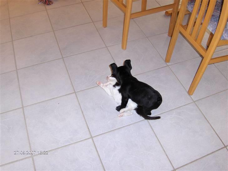 Fransk bulldog figo - heeeeey jeg har missen billede 12