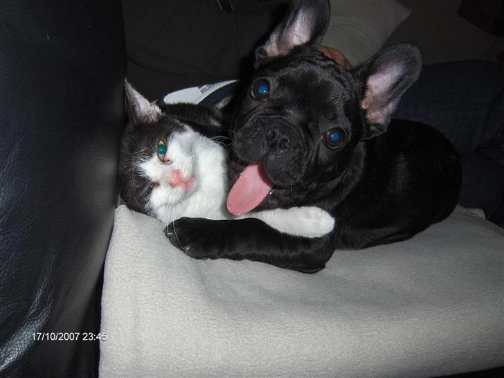 Fransk bulldog figo - aaaaaaaaaaad hvor den smager a kat billede 13