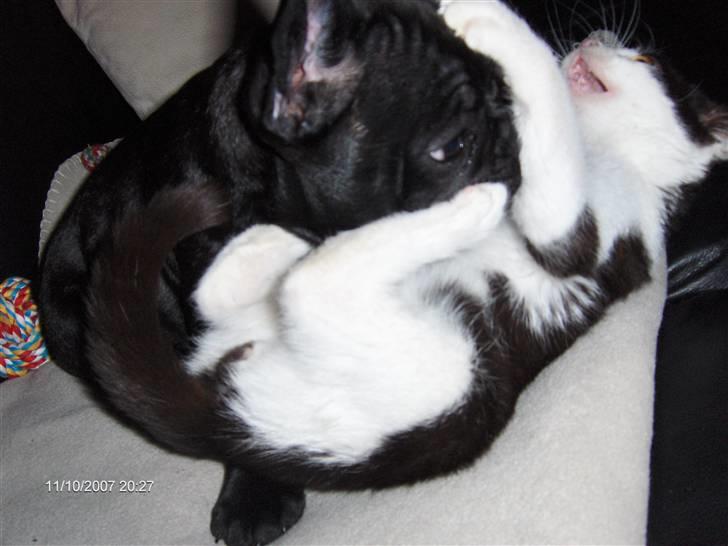 Fransk bulldog figo - iiiiiiiiih hvor vi leger billede 14