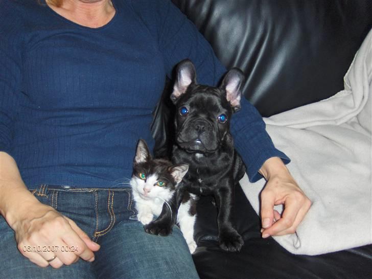 Fransk bulldog figo - miskat kan du sige appelsin billede 15