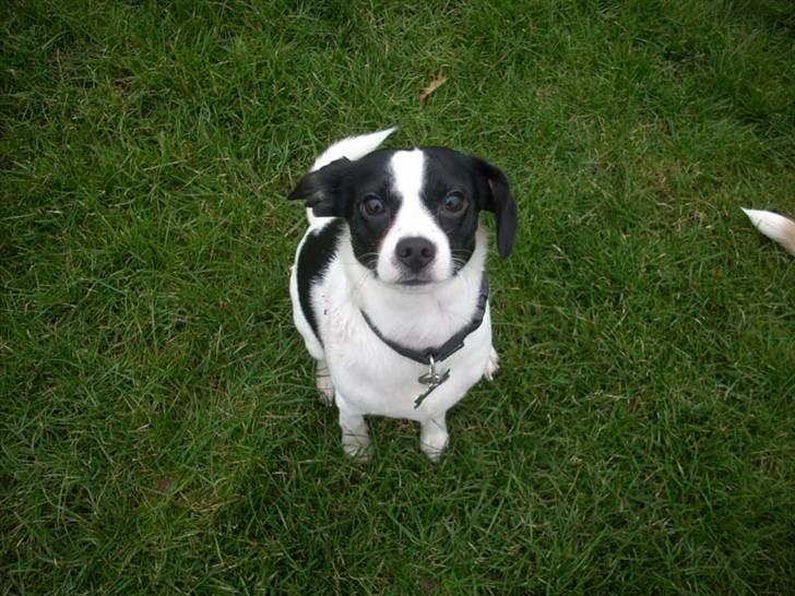 Blanding af racer Theis - Sikke fint han kan sidde :D billede 7